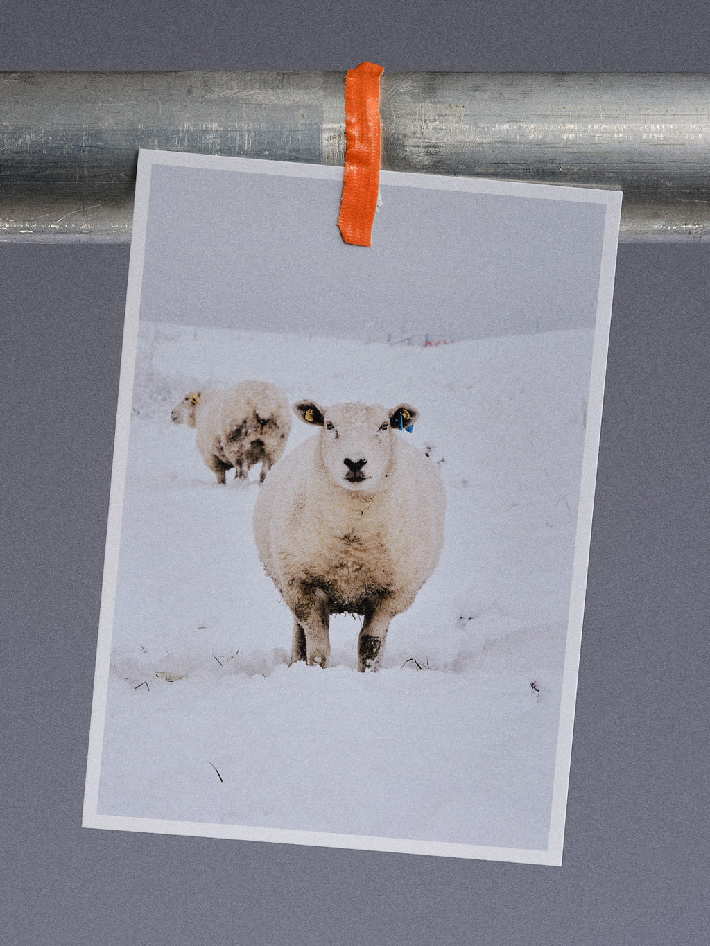 Postkarte: Ein ganzes Schaf im Schnee (Harlesiel)